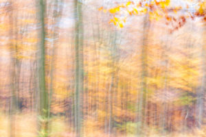 Autumn Forest I (2014)