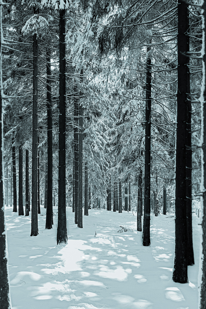 Dark Winter Woodland (2015)