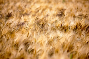 Field of Gold (2014)