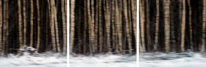 Highway Forest (2017)