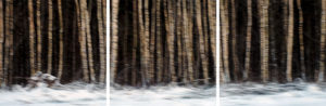 Highway Forest (2017) thumbnail