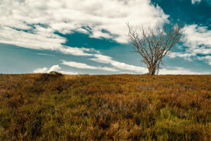 Lonely Tree (2020) thumbnail