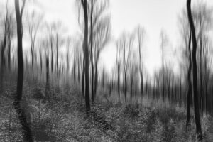 Spessart Forest (2020) thumbnail